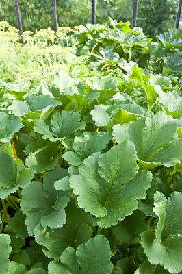 Как сажать кабачки семенами - Agro-Market