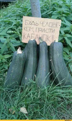 Ковёр для кабачка и тыквы: Общество: Облгазета