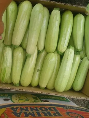 Можно ли собакам есть кабачки?