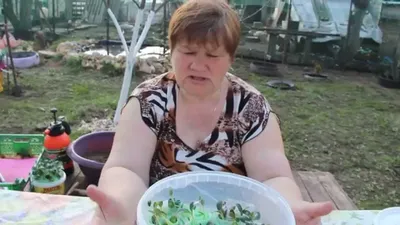 Как сажать кабачки в грунт