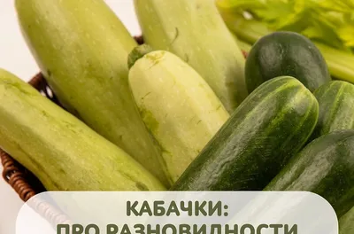 Такие разные кабачки
