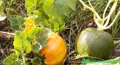 Кабачок нужен?». Пензенцам рассказали, куда деть ставший мемом овощ