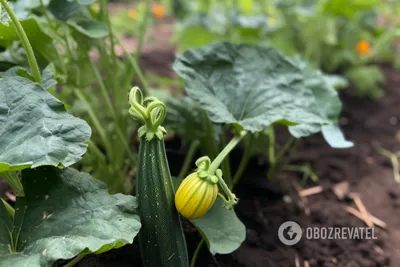 Диетолог рассказала, как влияют кабачки на фигуру | Телеканал  Санкт-Петербург