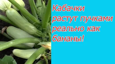Когда сажать кабачки 2023 посадка семян и рассады в открытый грунт