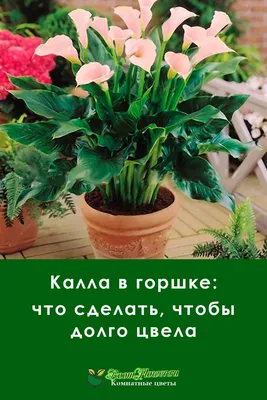 КАК ВЫРАСТИТЬ ПРЕКРАСНЫЕ КАЛЛЫ В ДОМАШНЕМ САДУ. ПОЛЕЗНЫЕ СОВЕТЫ ОТ  ЦВЕТОВОДА | МАМА на ВСЕ РУКИ \"30+\" | Дзен