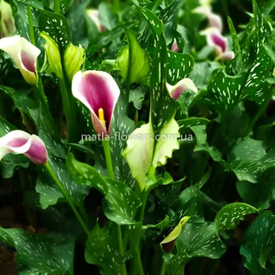 Калла (Calla) микс в горшке купить в Лунинце, закажи, а мы доставим.