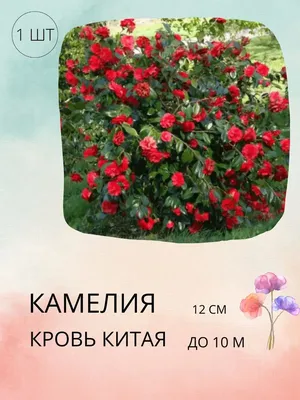 Камелия японская - уход в домашних условиях - Greeninfo.ru