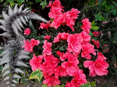 Камелия японская розовая (Camellia japónica) Р9 — Питомник Летний сад
