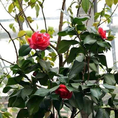 Камелия японская Dr. King - Камелия - GardenPlants