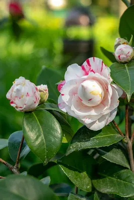 Камелия японская\" Lady Campbell' - В продаже - Patioflowers