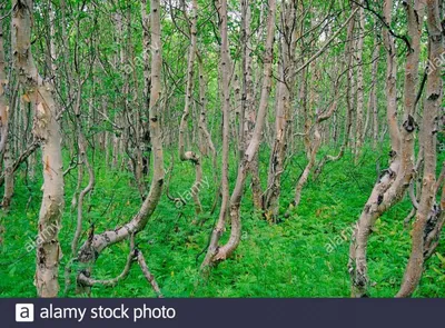 Береза-мутант | ИА 41 | Дзен