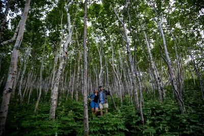 Береза камчатская или Эрмана или каменная, Betula kamtschatica