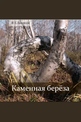 Фотография Россия, Камчатка, Каменная береза или береза Эрмана | Фотобанк  ГеоФото/GeoPhoto | GetImages Group