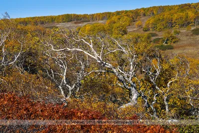 Камчатка фото: Береза Эрмана, или каменная береза, — Betula ermanii Cham.  (семейство Березовые — Betulaceae) - Пейзажи полуострова Камчатка -  Петропавловск-Камчатский, Камчатка фотография
