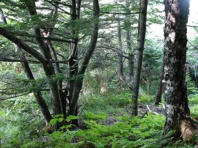 Береза каменная (Множество фото!) - treepics.ru