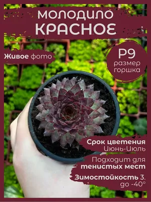 Новости интернет-магазина цветов Флора Декор, продажа цветов в Уфе