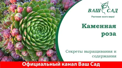 Характеристики модели Семена Гавриш Альпийская горка Молодило Каменная Роза  0,01 г — Семена овощей, ягод и цветов — Яндекс Маркет