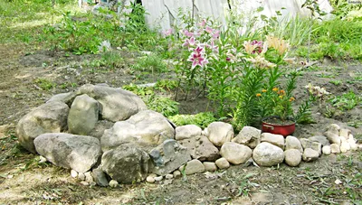 Каменная роза (молодило) - Хвоя.бел - Декоративные растения