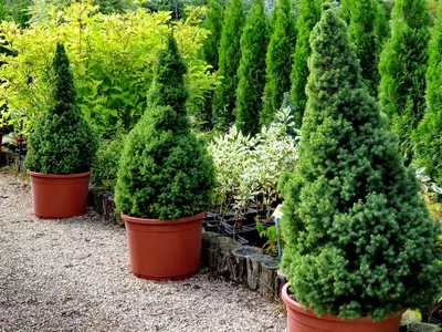 Ель Канадская (Ель Сизая, Picea glauca) саженец, 10 шт. в упаковке в  интернет-магазине VALLES.RU