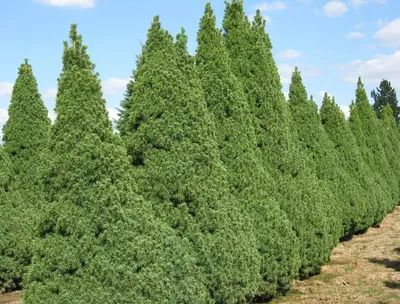 Ель канадская Дейзи Уайт, Picea glauca 'Daisy's White, цена.