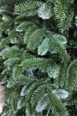 Ель канадская Глаука Коника (Glauca Conica): цены, купить в Москве