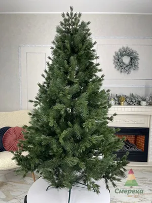 Ель Канадская (Ель Сизая, Picea glauca) саженец, 10 шт. в упаковке в  интернет-магазине VALLES.RU