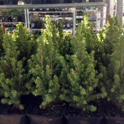 Ель канадская Дейзи Уайт. (Picea glauca Daisy's White) С5 купить в  интернет-магазине ЦВІТСАД с доставкой по Украине