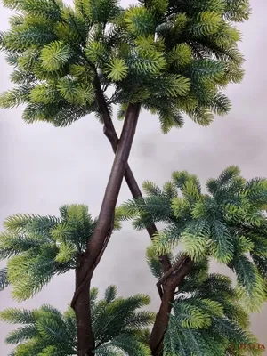 Ель канадская Дейзи Уайт, Picea glauca 'Daisy's White, цена.