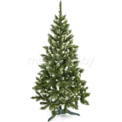 Ель канадская Коника Дэсэмбэр (Conica December) купить в Киеве, цена —  Greensad