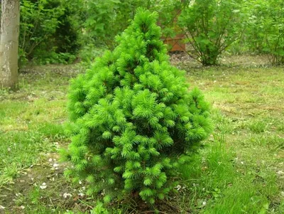 Ель канадская, сизая, белая (Picea canadensis, glauca, alba)
