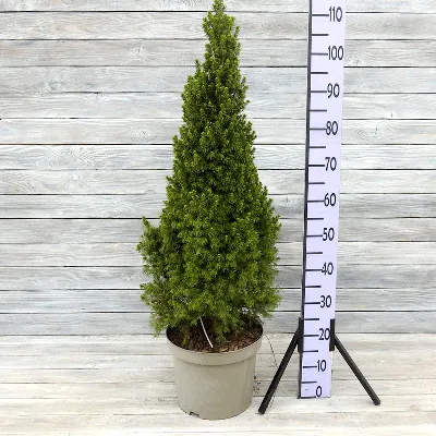 Ель канадская, сизая, белая (Picea canadensis, glauca, alba)