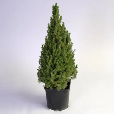 Ель канадская Conica (Коника) С2 (20-40 см) 2400 руб. AGRO3282