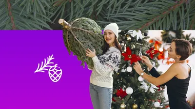 Канадская ель Коника. Продажа Picea glauca Conica в Петербурге