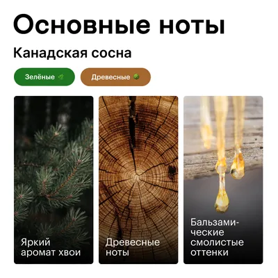 Ель Коника Майголд купить саженцы в питомнике с доставкой