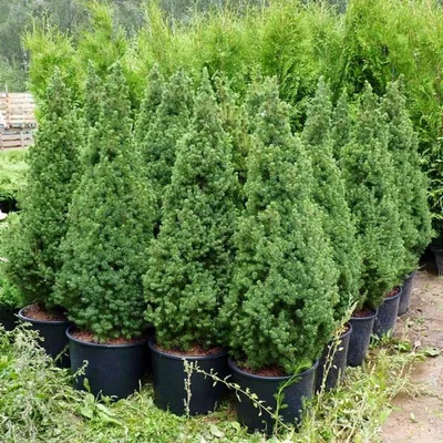 Ель канадская Сандерс Блю (Picea glauca Sander's Blue) / Садовый центр  Селятино