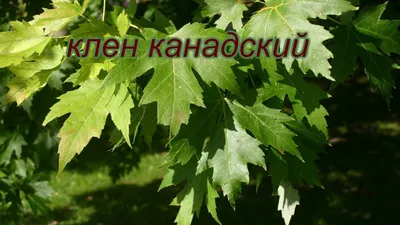 Я посадил Американский клён | Большая грядка | Дзен