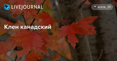 Bahor Gullari - Наиболее популярны клен Канадский,... | Facebook
