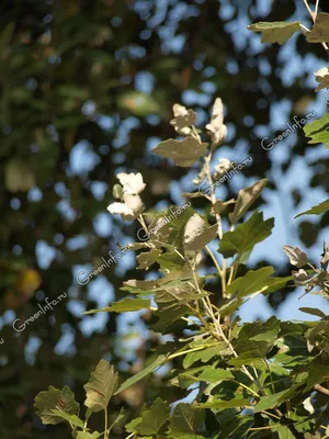 Тополь дерево (Большое количество фото) - treepics.ru
