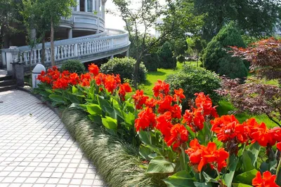 Nadezda's Home and Garden: Канна в саду и в пруду
