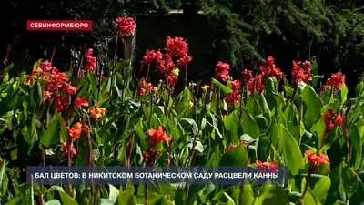 Купить саженцы Канна карликовая Клеопатра от АФ \"Поиск\", 14035