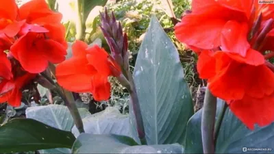 Цветы Канны красное пламя - ОПХ \"Минусинское\"