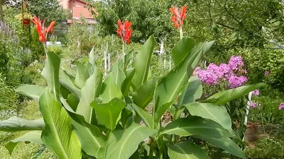 Садовое растение Ка́нна (лат. Canna) - «Канны - что это за цветы?  💟Выращивание и уход.» | отзывы
