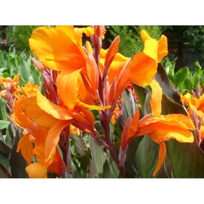 Канна(Canna). Описание, выращивание, посадка и уход. Программа PRO Цветы  (ПРО Цветы) | flokus.ru - ландшафтный дизайн