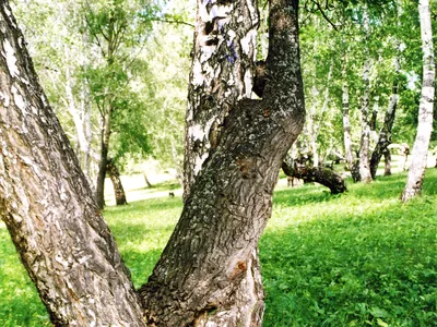 Древесина Кап Березы 130х50х25 St.Gr.074 | Магазин ножей Forest-Home