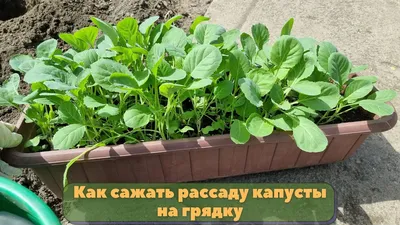 Капуста гниет на огороде - что делать и как не допустить этого - Апостроф