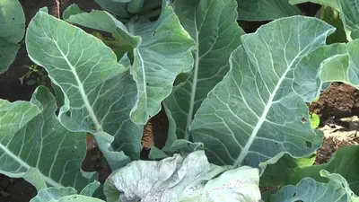 Декоративная Капуста Brassica Oleracea Acephala На Грядке — стоковые  фотографии и другие картинки Без людей - iStock