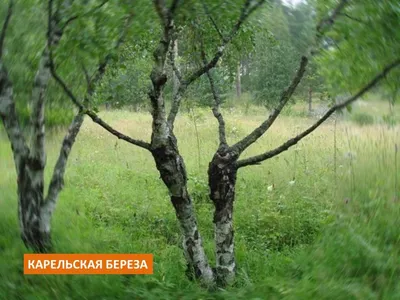 Карельская берёза - какие её загадки до сих пор на разгаданы | Мой уДачный  огород | Дзен