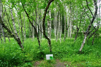 Карельская береза