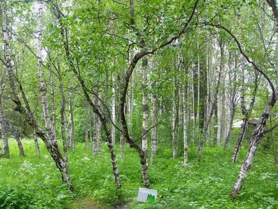 Карельская береза