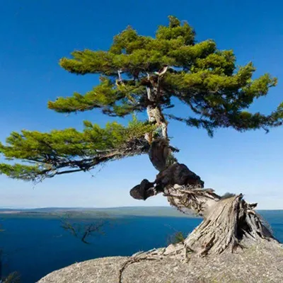 Карельская сосна саженцы - 78 фото